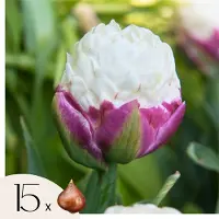Plant in a Box Tulpenbollen - Set van 15 - Tulipa'Ice Cream'- Bloembollen - Paars