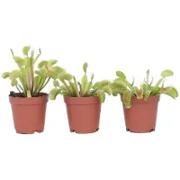 FloraStore Dionaea Muscipula - Venus Vliegenvanger - Set van 3 - Pot 5,5cm - Hoogte 5-10cm Dionaea Venus Flytrap 3-pack