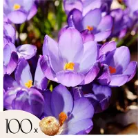 Plant in a Box Krokusbollen - Set van 100 - Crocus'Ruby Giant'- Bloembollen - Paars