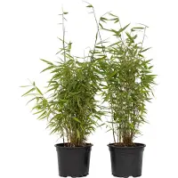 FloraStore - Fargesia nitida 'Red Dragon' - Set van 2 - Niet woekerende bamboe met rode stelen - Winterhard en groenblijvend - Pot 17cm - Hoogte 50-70cm