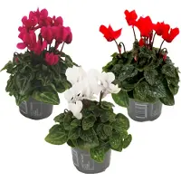 FloraStore - Cyclamen Persicum - Mix van 3 - Bloeiende kamerplanten - Pot 9cm - 10-20cm