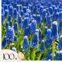 Plant in a Box Druifhyacint - Set van 100 - Muscari armeniacum - Bloembollen - Blauw