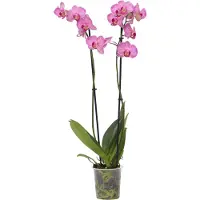 FloraStore Phalaenopsis - Orchidee Paars - Pot 12cm - Hoogte 50-60cm - Phalaenopsis Paars P12