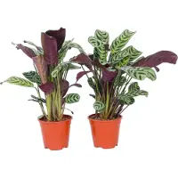FloraStore Ctenanthe 'gebedsplant' - Set van 2 - Burle-marxii - Pot 12cm - Hoogte 25-40cm - Ctenanthe P12 x2