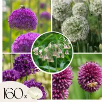 Plant in a Box Alliumbollen - Set van 160 - Allium - Bloembollen