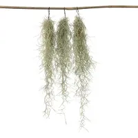FloraStore - Set van 3 Tillandsia Usneoides 'Baard tillandsias' - Luchtplantjes - Kamerplanten - Decoratie - Hoogte 25-40cm