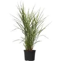 FloraStore Miscanthus Zebrinus - Winterhard Siergras - Pot 23cm - Hoogte 20-30cm - Miscanthus Zebrinus P23