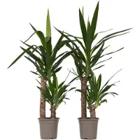 FloraStore - Yucca Elephantipes - Set van 2 - Stevige kamerpalm - Gemakkelijke kamerplant - Pot 17cm - Hoogte 70-80cm