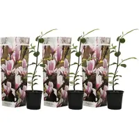 FloraStore Magnolia Soulangea - Set van 3 - Roze bloemen - Tuin - Pot 9cm - Hoogte 25-40cm - Magnolia L.Pink x3