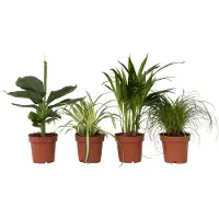 FloraStore - Mix van 4 diervriendelijke planten - Luchtzuiverende groene kamerplanten - Pot 12cm - Hoogte 20-40cm