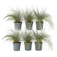 FloraStore Festuca glauca 'Elijah Blue' - Set van 6 - Siergras - Pot 9cm - Hoogte 10-15cm - Festuca 3 Pack x2