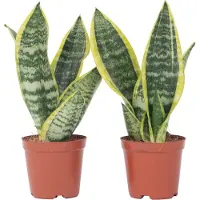FloraStore Sansevieria Laurentii - Set van 2 - Vrouwentong - Pot 12cm - Hoogte 30-40cm - Sansevieria P12 x2