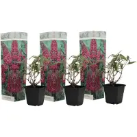 FloraStore Vlinderstruiken - Buddleja Roze - Set van 3 - Tuin - Pot 9cm - Hoogte 25-40cm - Buddleja Pink x3