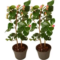 FloraStore - Camellia japonica Dr. King - Set van 2 - Japanse roos - Camellia plant winterhard - Pot 15cm - Hoogte 50-60cm