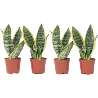 FloraStore Sansevieria Laurentii - Set van 4 - Vrouwentong - Pot 12cm - Hoogte 30-40cm - Sansevieria P12 x4