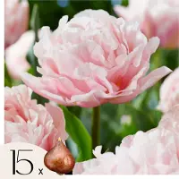 Plant in a Box Tulpenbollen - Set van 15 - Tulipa'Dreamer'- Bloembollen - Roze