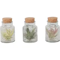 FloraStore Tillandsia - Mix van 3 - Luchtplantjes in glazen decoratief flesje - Till. Glas x3