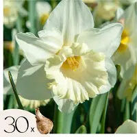 Plant in a Box Narcissen - Set van 30 - Narcissus'Mount Hood'- Bloembollen - Wit