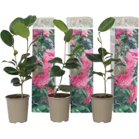 FloraStore - Camellia Japonica Roze - Set van 3 - Japanse Rozen - Pot 9cm - Hoogte 25-40cm