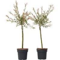 FloraStore Salix Flamingo - Set van 2 - Bonte Wilg - Pot 17cm - Hoogte 60-80cm - Flamingo P17 x2