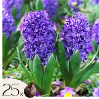 Plant in a Box Hyacintenbollen - Set van 25 - Hyacinthus'Blue Trophy'- Bloembollen - Blauw