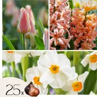 Plant in a Box Bloembollenset - Set van 25 - Narcissus, Tulipa, Hyacinthus - Bloembollen
