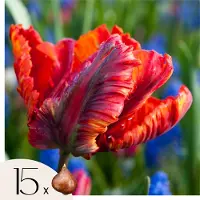 Plant in a Box Tulpenbollen - Set van 15 - Tulipa'Rasta Parrot'- Bloembollen - Wit