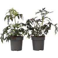 FloraStore Sambucus nigra 'Black Lace' - Set van 4 - Pot 17cm - Hoogte 25-40cm - Sambucus Black Lace P17 x4