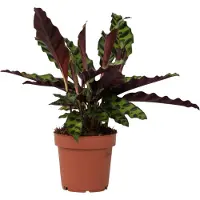 FloraStore Calathea Insignis - Marantaceae - Pot 12cm - Hoogte 30-40cm - Calathea Insignis P12 x1
