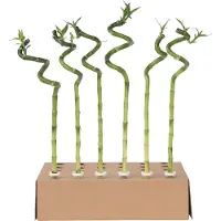 Plant in a Box - Dracaena sanderiana - Set van 6 - Geluksbamboe - Leliefamilie - Kamerplant - Hoogte 40-50cm