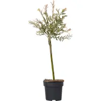 FloraStore Bonte Wilg - Salix integra´Flamingo'- Hoogte 60-80cm - Pot 17cm