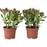 FloraStore Geldboom - Set van 2 - Crassula ovata - Hoogte 15-25 cm -ø 12 cm