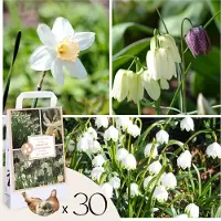 FloraStore Wet Garden Box - 30 bloembollen voor natte en regenrijke plekken