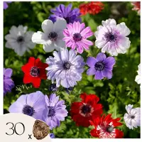 Plant in a Box Anemoon - Set van 30 - Anemoon de Caen - Bloembollen