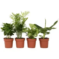 FloraStore - Budget mix van 4 luchtzuiverende kamerplanten - Musa - Chamadorea - Syngonium - Coffea - Pot 12cm - Hoogte 25-40cm