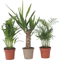 FloraStore - Mini Palmen Mix - Set van 3 stuks - Kamerplanten - Pot 12cm - Hoogte 30-40cm