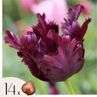 Plant in a Box Tulpenbollen - Set van 14 - Tulipa'Black Parrot'- Bloembollen - Paars