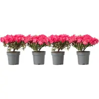 FloraStore Rhododendron 'Azalea Anouk' - Set van 4 - Japans - Pot 17cm - Hoogte 25-40cm - Azalea Anouk x4