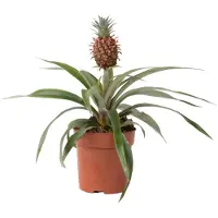 FloraStore Ananasplant 'Mi Amigo' - Kamerplant - Pot 12cm - Hoogte 35-45cm - Ananas Mi Amigo P12