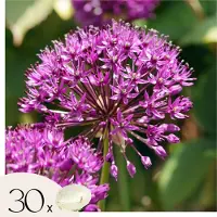 Plant in a Box Alliumbollen - Set van 30 - Allium'Purple Sensation'- Bloembollen - Paars