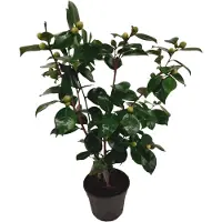 FloraStore Camellia japonica 'Bonomiana' - Japanse roos - Pot 15cm - Hoogte 50-60cm - Camellia Bonomiana P15