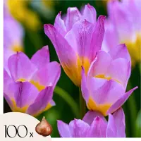 Plant in a Box Tulpenbollen - Set van 100 - Tulipa bakeri'Lilac Wonder'- Bloembollen