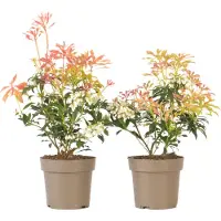 FloraStore Pieris 'Forest Flame' - Set van 2 - Rotsheide - Pot 17cm - Hoogte 25-40cm - Pieris Forest Flame x2