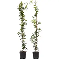 FloraStore Jasmijn XL - Set van 2 - Klimplant - Pot 17cm - Hoogte 110-120cm - Jasmijn XL White 120cm x2