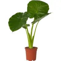 FloraStore Alocasia Odora - 'Olifantsoor' - Pot 17cm - Hoogte 55-75cm - Alocasia Odora P17