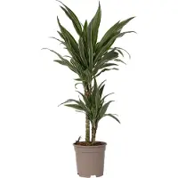 FloraStore Dracaena deremensis 'Warneckei' - Potmaat 17 cm - Hoogte 60-70 cm - Dracaena Warneckei P17
