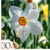 Plant in a Box Narcissen - Set van 30 - Narcissus'Recurvus'- Bloembollen - Wit