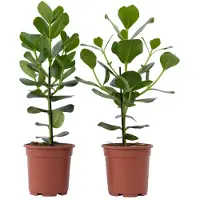 FloraStore - Set van 2 Clusia rosea Princess - Stevige kamerplant - Groene bladeren - Pot 17cm - Hoogte 50-60cm