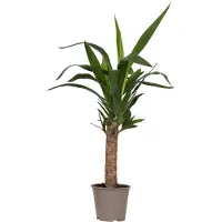 FloraStore - Palmlelie - Yucca elephantipes - Hoogte 50-60cm - Pot 14cm - Groenblijvende plant