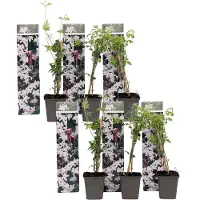 FloraStore Jasminoides Officinale - Set van 6 - Wit - Jasmijn - Pot 9cm - Hoogte 25-40cm - Jasmijn Officinale x6